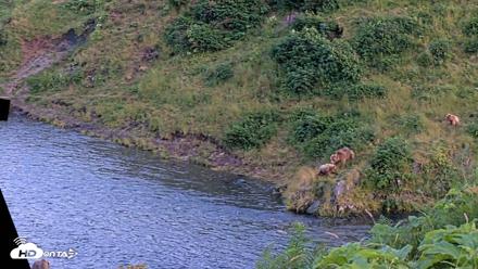 Kodiak Alaska Brown Bears Live Webcam - Aug 8, 2026, 9:47pm AKDT