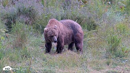Kodiak Alaska Brown Bears Live Webcam - Aug 6, 2026, 2:53pm AKDT