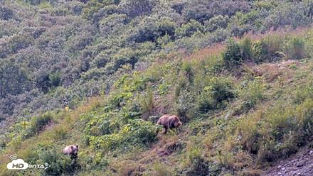 Kodiak Alaska Brown Bears Live Webcam - Aug 9, 2026, 12:48pm AKDT