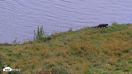 Kodiak Alaska Brown Bears Live Webcam - Aug 20, 2026, 5:14pm AKDT
