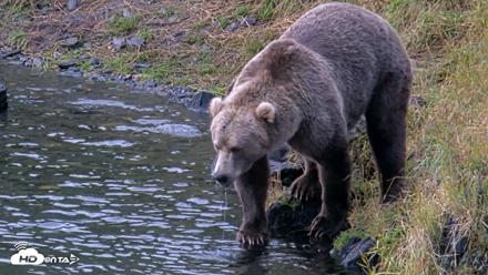 Kodiak Alaska Brown Bears Live Webcam - Aug 14, 2026, 7:40am AKDT