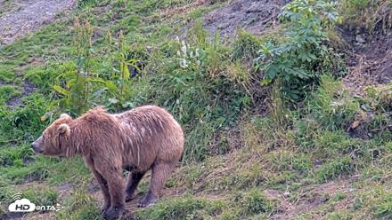 Kodiak Alaska Brown Bears Live Webcam - Aug 9, 2026, 3:43pm AKDT