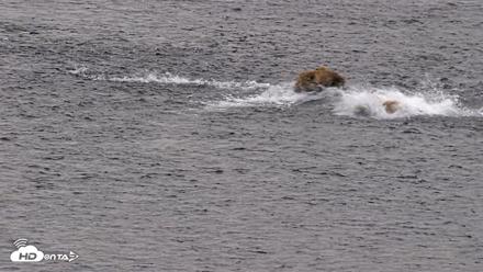 Kodiak Alaska Brown Bears Live Webcam - Aug 3, 2026, 6:29am AKDT