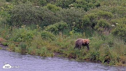 Kodiak Alaska Brown Bears Live Webcam - Aug 7, 2026, 9:12am AKDT