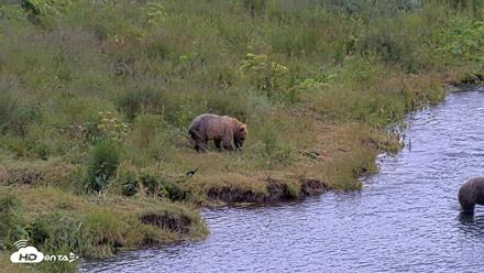 Kodiak Alaska Brown Bears Live Webcam - Aug 2, 2026, 12:21pm AKDT