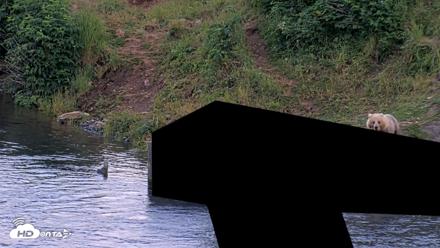 Kodiak Alaska Brown Bears Live Webcam - Aug 1, 2026, 10:24pm AKDT