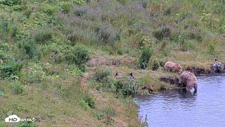 Kodiak Alaska Brown Bears Live Webcam - Aug 3, 2026, 7:42pm AKDT