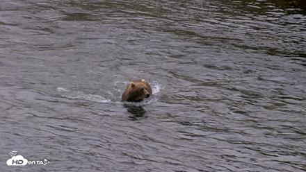 Kodiak Alaska Brown Bears Live Webcam - Aug 4, 2026, 7:04am AKDT