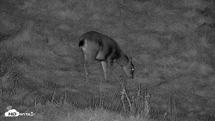 Kodiak Alaska Brown Bears Live Webcam - Oct 13, 2026, 10:08pm AKDT