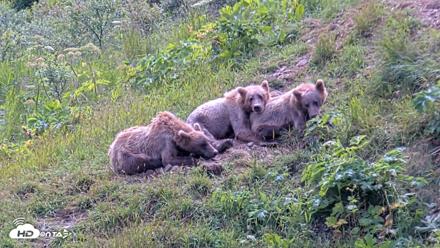 Kodiak Alaska Brown Bears Live Webcam - Aug 1, 2026, 2:07pm AKDT