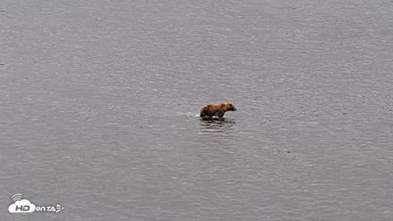 Kodiak Alaska Brown Bears Live Webcam - Aug 3, 2026, 8:46am AKDT