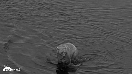 Kodiak Alaska Brown Bears Live Webcam - Aug 21, 2026, 6:38am AKDT