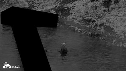 Kodiak Alaska Brown Bears Live Webcam - Aug 16, 2026, 10:17pm AKDT