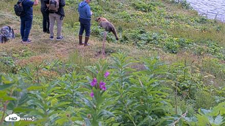 Kodiak Alaska Brown Bears Live Webcam - Aug 2, 2026, 1:27pm AKDT