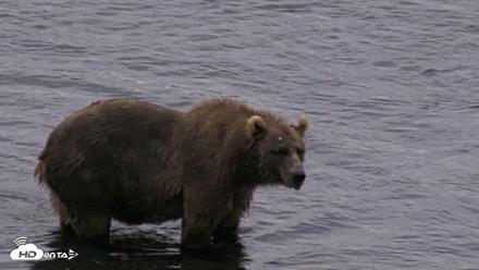 Kodiak Alaska Brown Bears Live Webcam - Aug 11, 2026, 6:34am AKDT