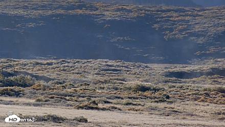 Kodiak Alaska Brown Bears Live Webcam - Oct 1, 2026, 9:44am AKDT