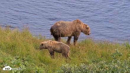 Kodiak Alaska Brown Bears Live Webcam - Aug 7, 2026, 5:52pm AKDT
