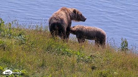 Kodiak Alaska Brown Bears Live Webcam - Aug 8, 2026, 12:27pm AKDT
