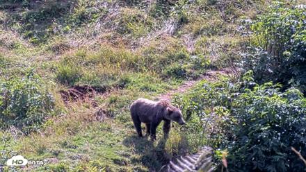 Kodiak Alaska Brown Bears Live Webcam - Aug 23, 2026, 3:02pm AKDT