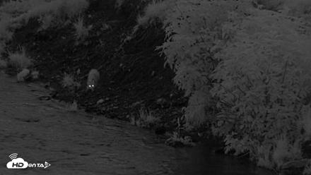 Kodiak Alaska Brown Bears Live Webcam - Aug 14, 2026, 6:09am AKDT