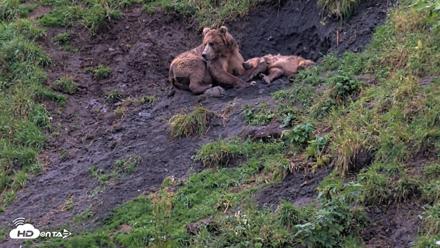 Kodiak Alaska Brown Bears Live Webcam - Aug 17, 2026, 7:28pm AKDT