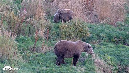 Kodiak Alaska Brown Bears Live Webcam - Oct 1, 2026, 7:11pm AKDT