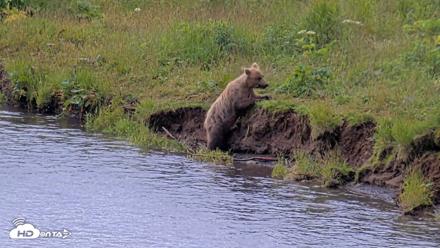 Kodiak Alaska Brown Bears Live Webcam - Aug 2, 2026, 11:23am AKDT