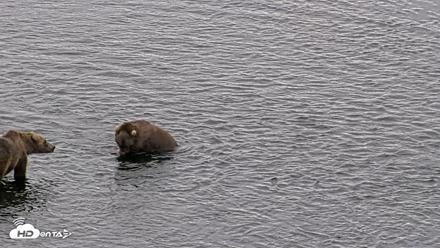 Kodiak Alaska Brown Bears Live Webcam - Aug 11, 2026, 10:22am AKDT