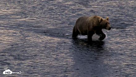 Kodiak Alaska Brown Bears Live Webcam - Aug 21, 2026, 7:58am AKDT