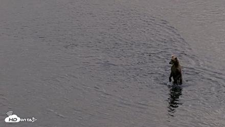 Kodiak Alaska Brown Bears Live Webcam - Aug 20, 2026, 8:45pm AKDT
