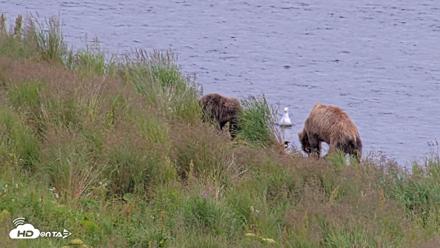 Kodiak Alaska Brown Bears Live Webcam - Aug 10, 2026, 6:40pm AKDT