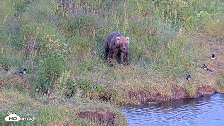 Kodiak Alaska Brown Bears Live Webcam - Aug 1, 2026, 8:59pm AKDT