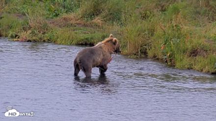 Kodiak Alaska Brown Bears Live Webcam - Aug 15, 2026, 10:37am AKDT