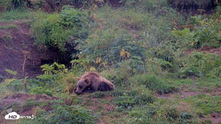 Kodiak Alaska Brown Bears Live Webcam - Aug 14, 2026, 10:14am AKDT