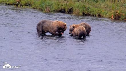 Kodiak Alaska Brown Bears Live Webcam - Aug 10, 2026, 11:32am AKDT