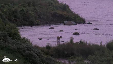 Kodiak Alaska Brown Bears Live Webcam - Aug 14, 2026, 6:50am AKDT