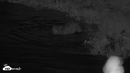 Kodiak Alaska Brown Bears Live Webcam - Jul 28, 2026, 1:50am AKDT