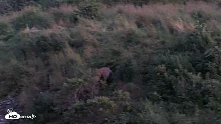 Kodiak Alaska Brown Bears Live Webcam - Aug 26, 2026, 9:49pm AKDT
