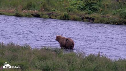 Kodiak Alaska Brown Bears Live Webcam - Aug 3, 2026, 6:33am AKDT