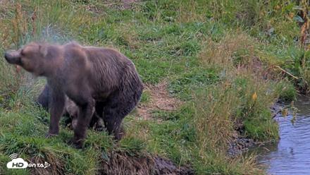 Kodiak Alaska Brown Bears Live Webcam - Aug 20, 2026, 8:19pm AKDT