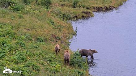 Kodiak Alaska Brown Bears Live Webcam - Aug 7, 2026, 10:00am AKDT