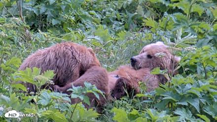 Kodiak Alaska Brown Bears Live Webcam - Jul 25, 2026, 2:23pm AKDT