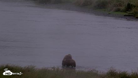 Kodiak Alaska Brown Bears Live Webcam - Aug 22, 2026, 8:37am AKDT