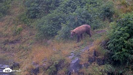 Kodiak Alaska Brown Bears Live Webcam - Aug 4, 2026, 7:09am AKDT
