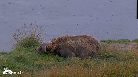 Kodiak Alaska Brown Bears Live Webcam - Aug 14, 2026, 9:54am AKDT