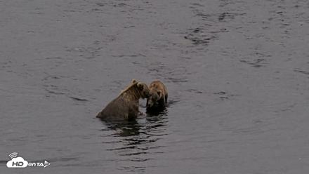 Kodiak Alaska Brown Bears Live Webcam - Aug 17, 2026, 8:46pm AKDT