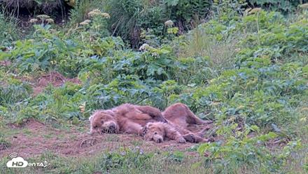 Kodiak Alaska Brown Bears Live Webcam - Aug 2, 2026, 11:28am AKDT