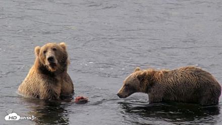 Kodiak Alaska Brown Bears Live Webcam - Aug 18, 2026, 10:02am AKDT