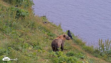 Kodiak Alaska Brown Bears Live Webcam - Aug 9, 2026, 3:38pm AKDT