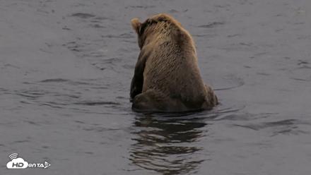 Kodiak Alaska Brown Bears Live Webcam - Aug 17, 2026, 8:41pm AKDT